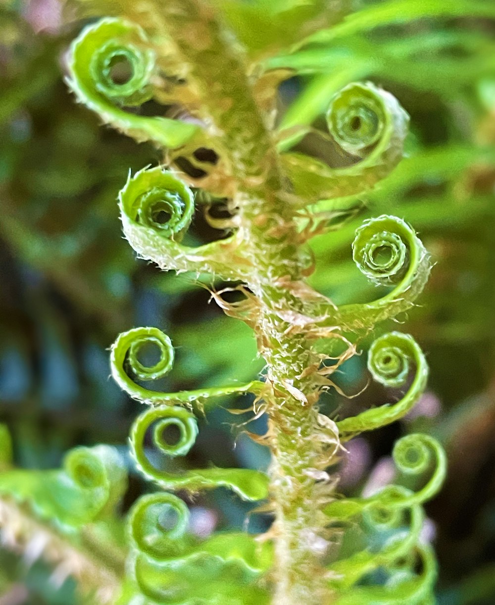 Planta verde con gotas de agua