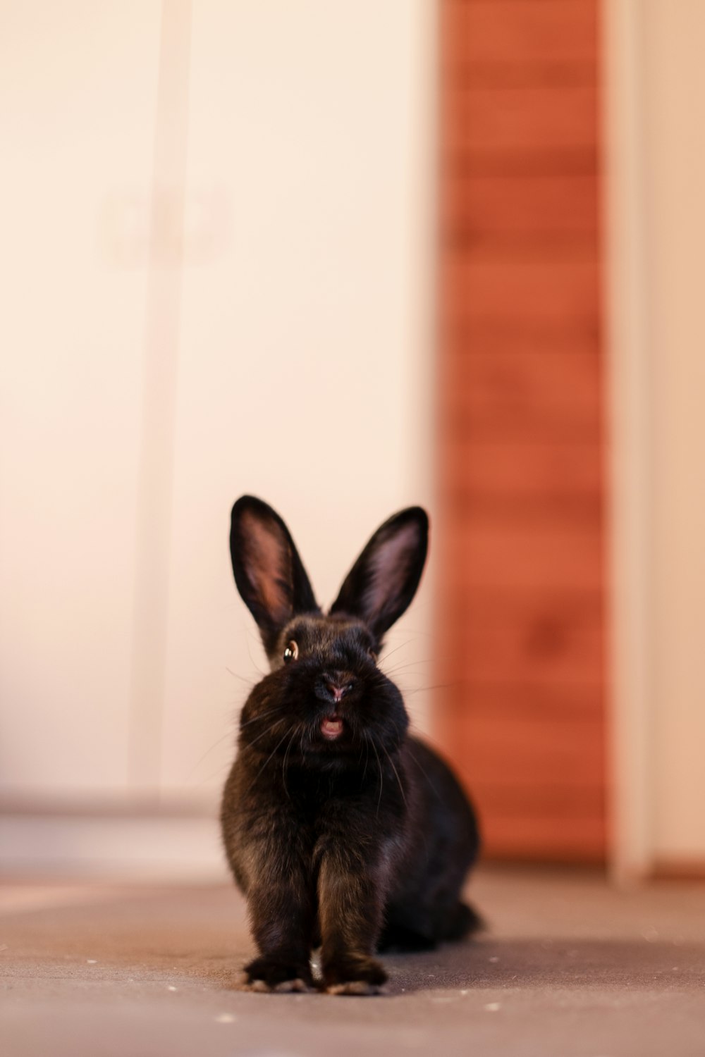 conejo negro sobre suelo blanco