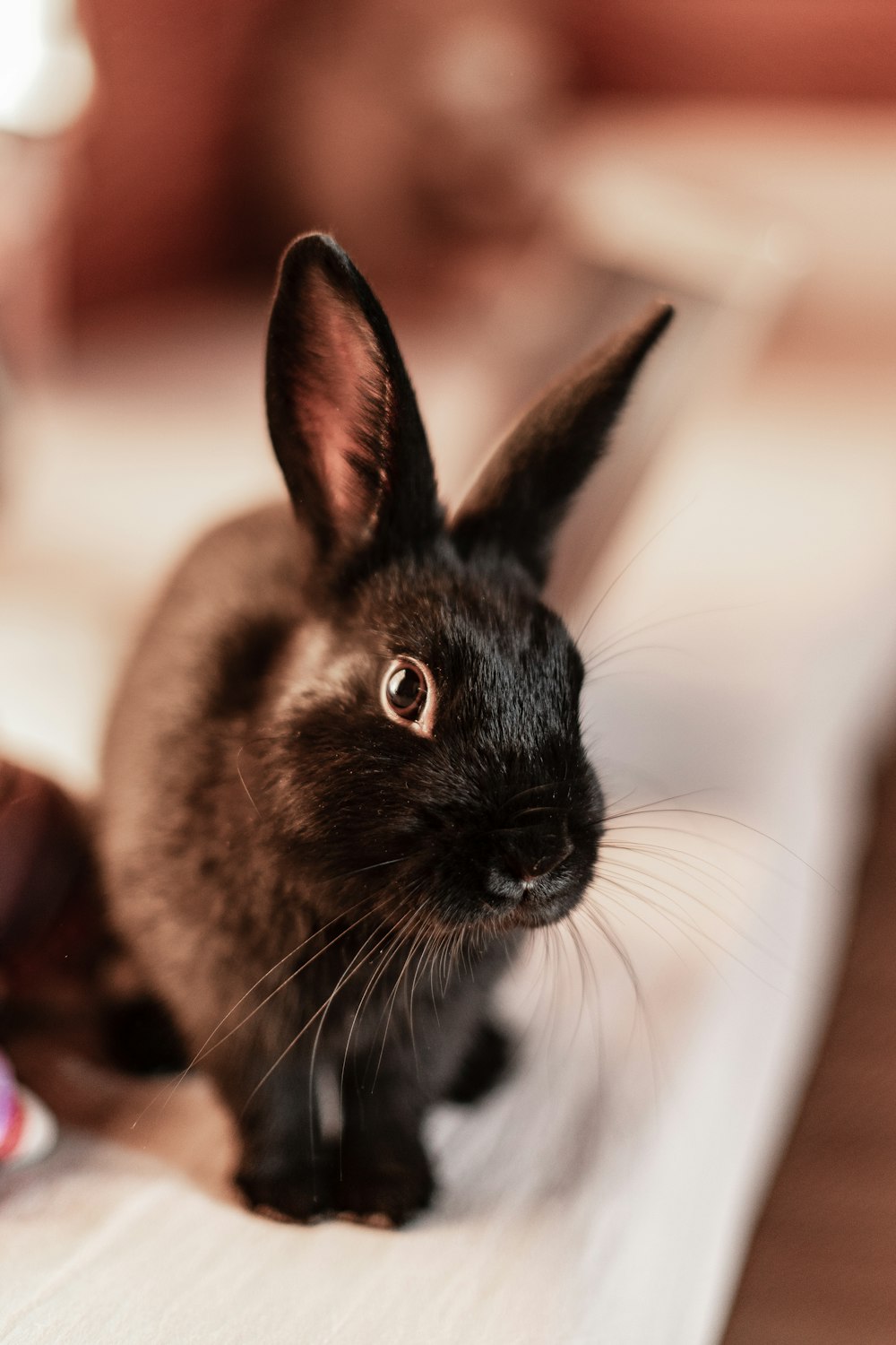 brown rabbit on white textile