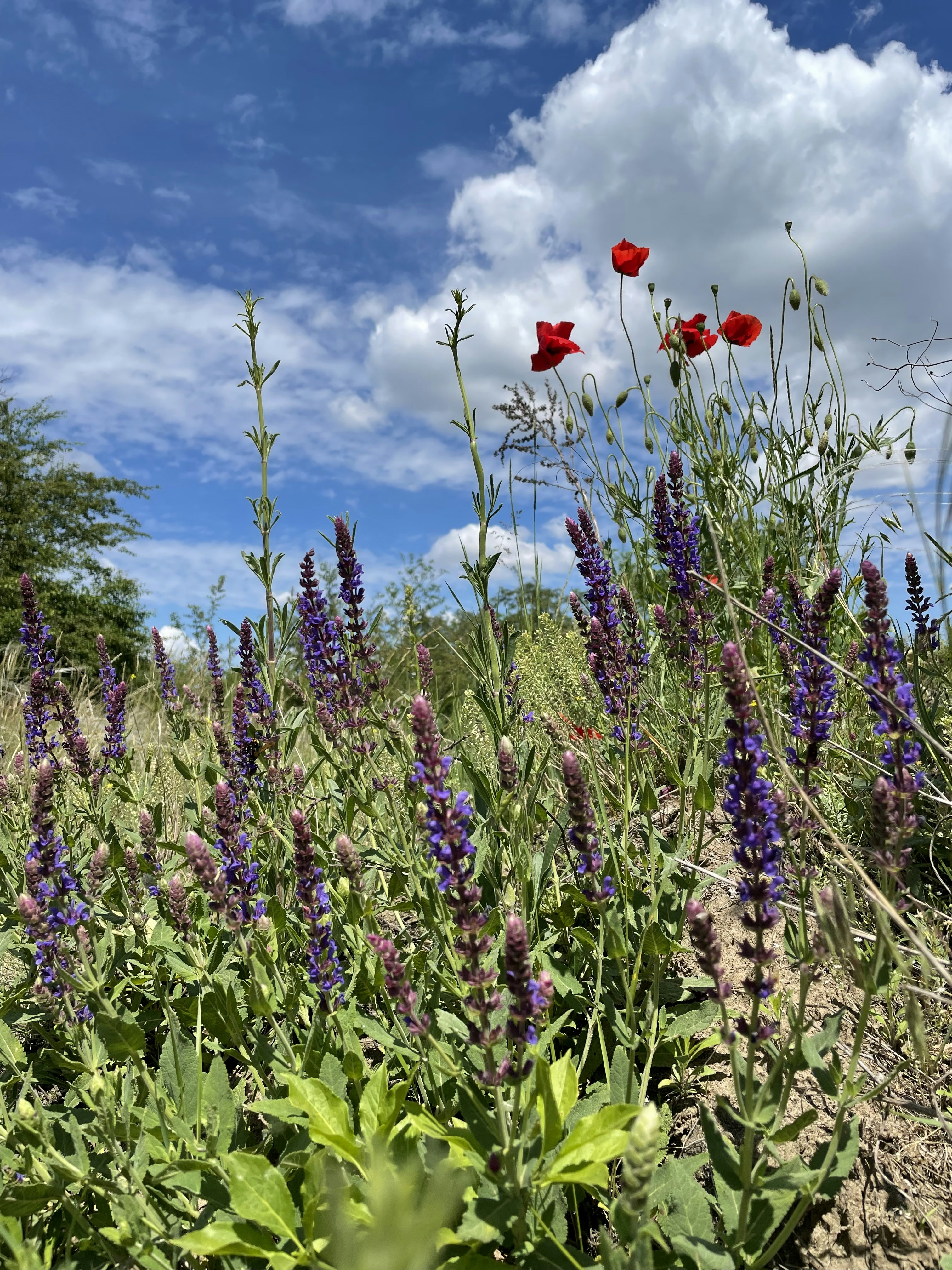 red flower on green grass under blue sky during daytime
