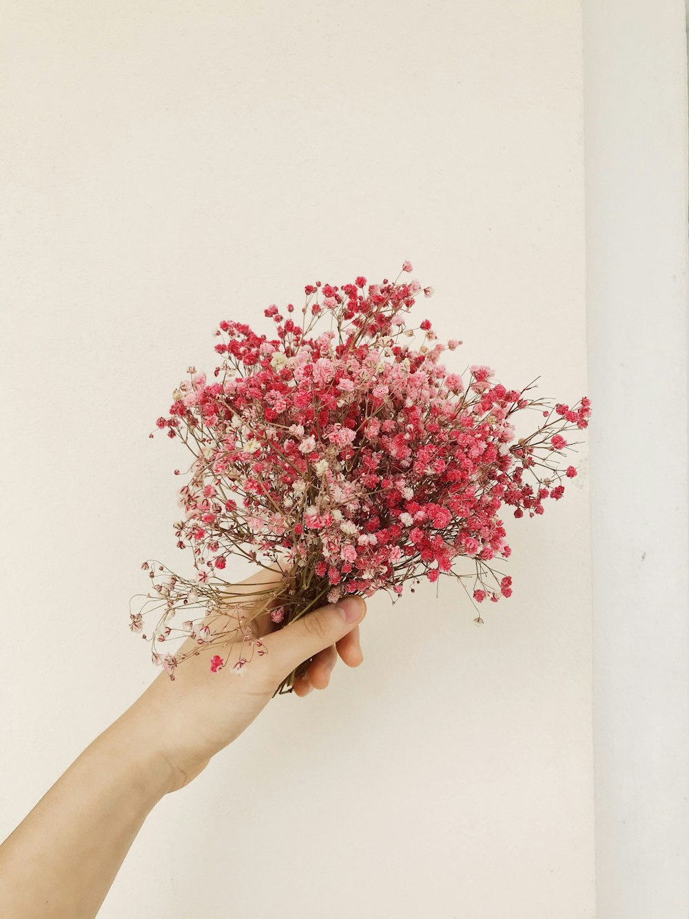 person holding pink and white flowers