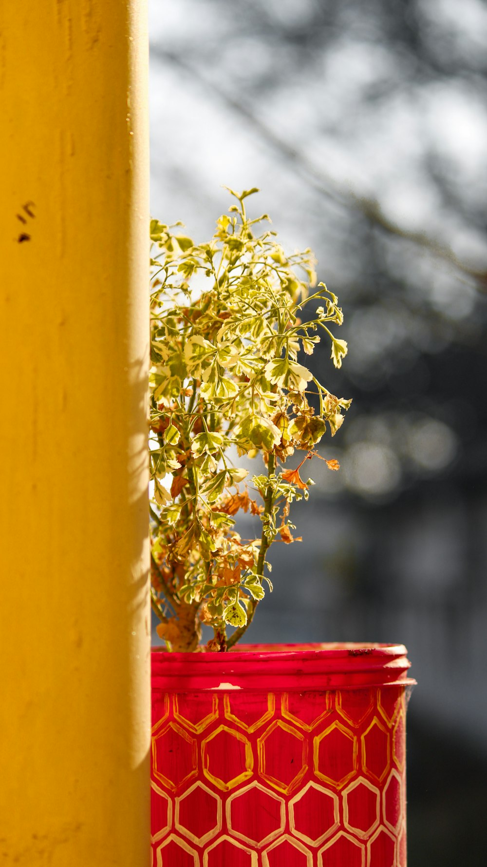 green plant on yellow wooden post