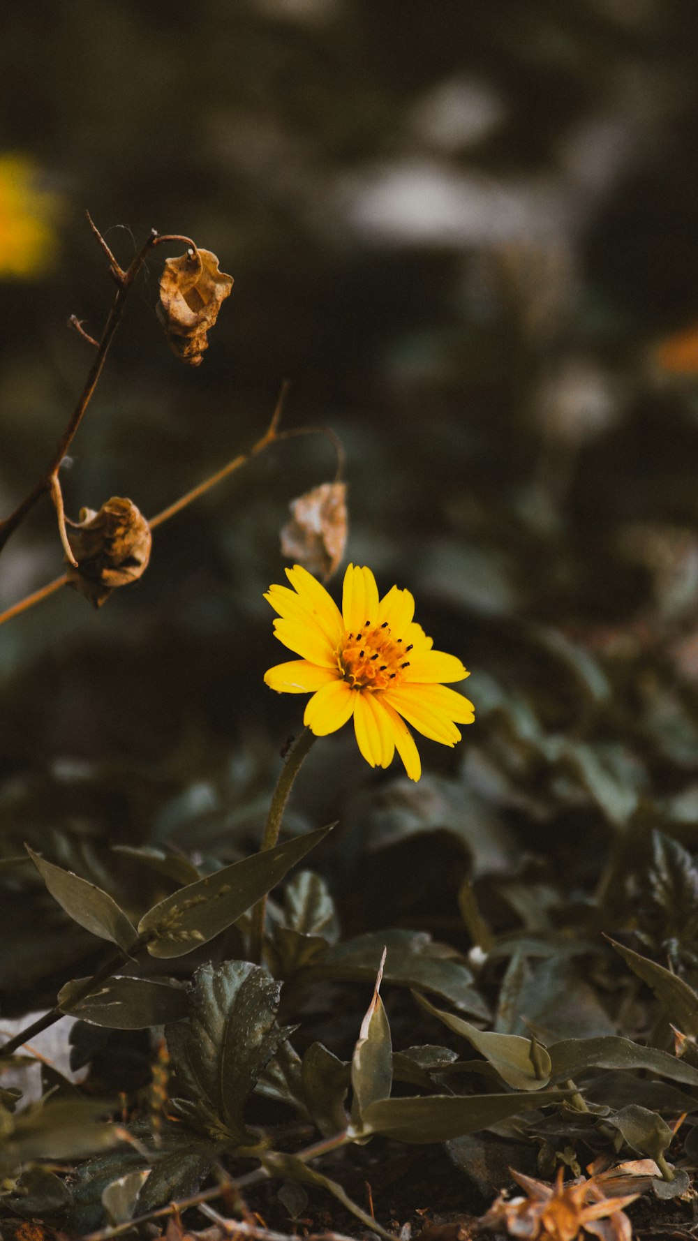 yellow flower with green leaves