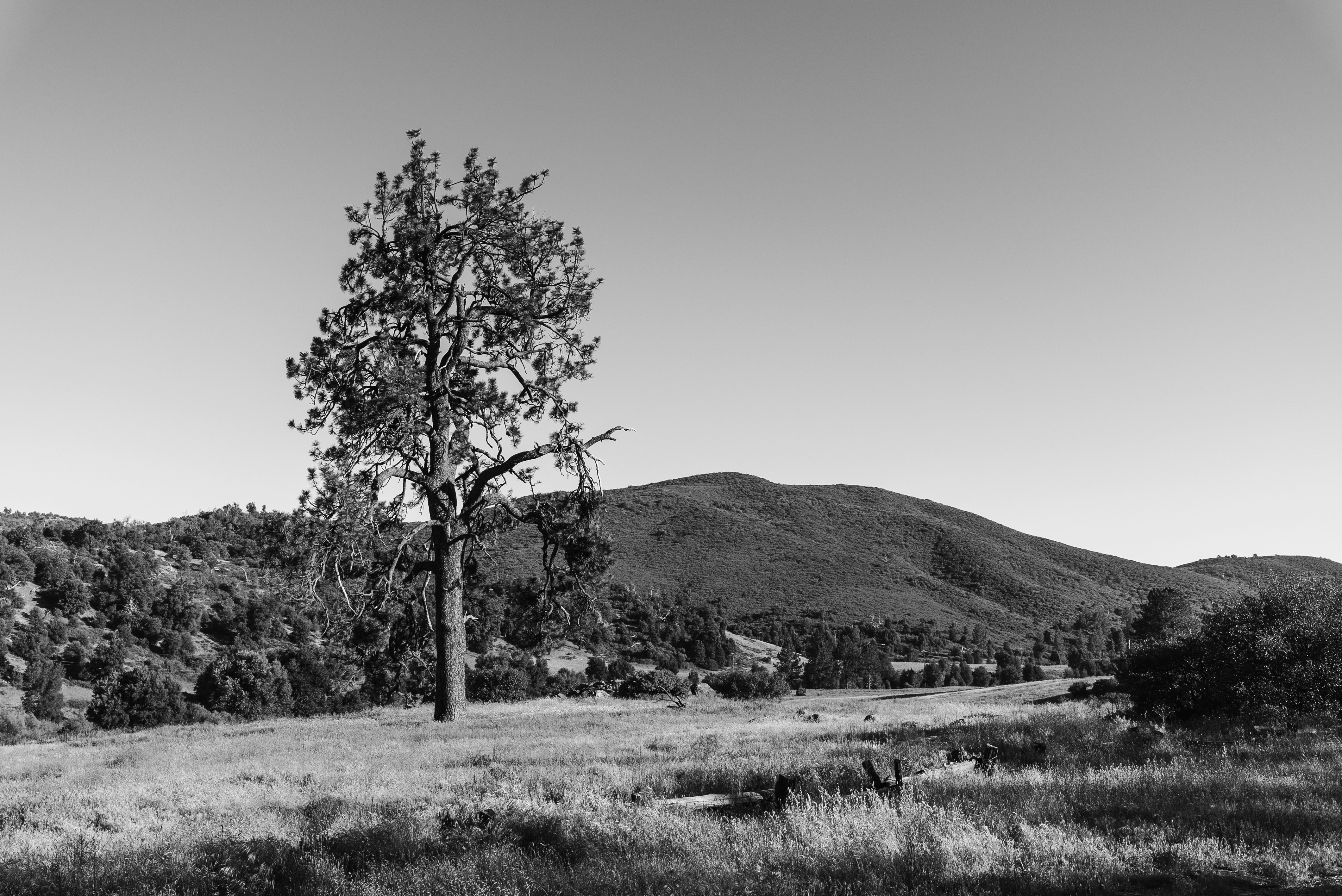 grayscale photo of tree on grass field