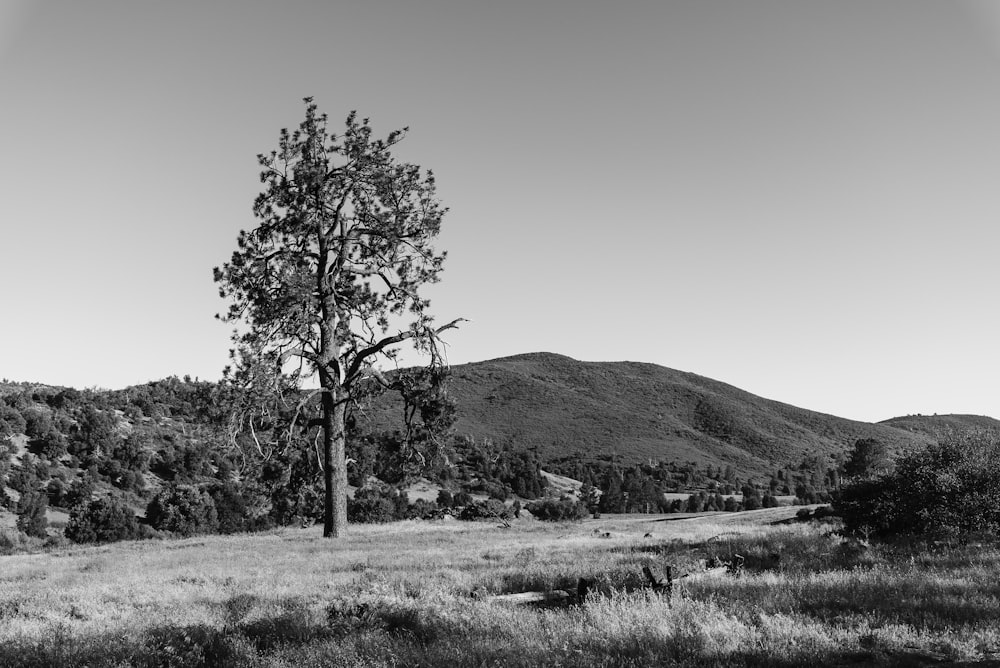 grayscale photo of tree on grass field