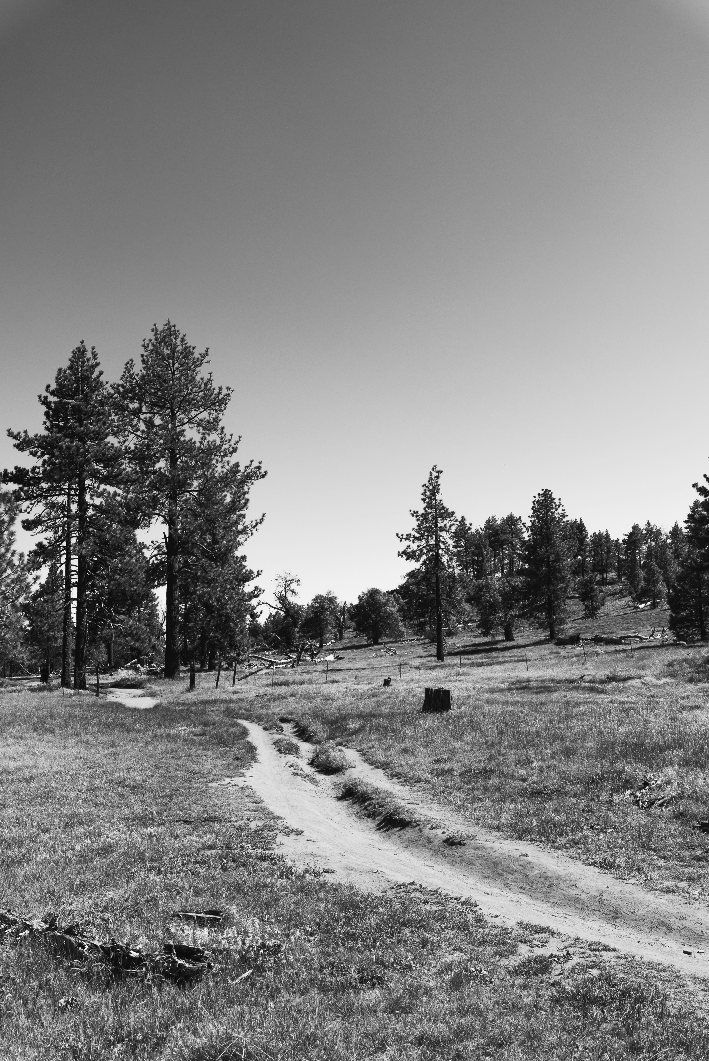 grayscale photo of trees and grass field
