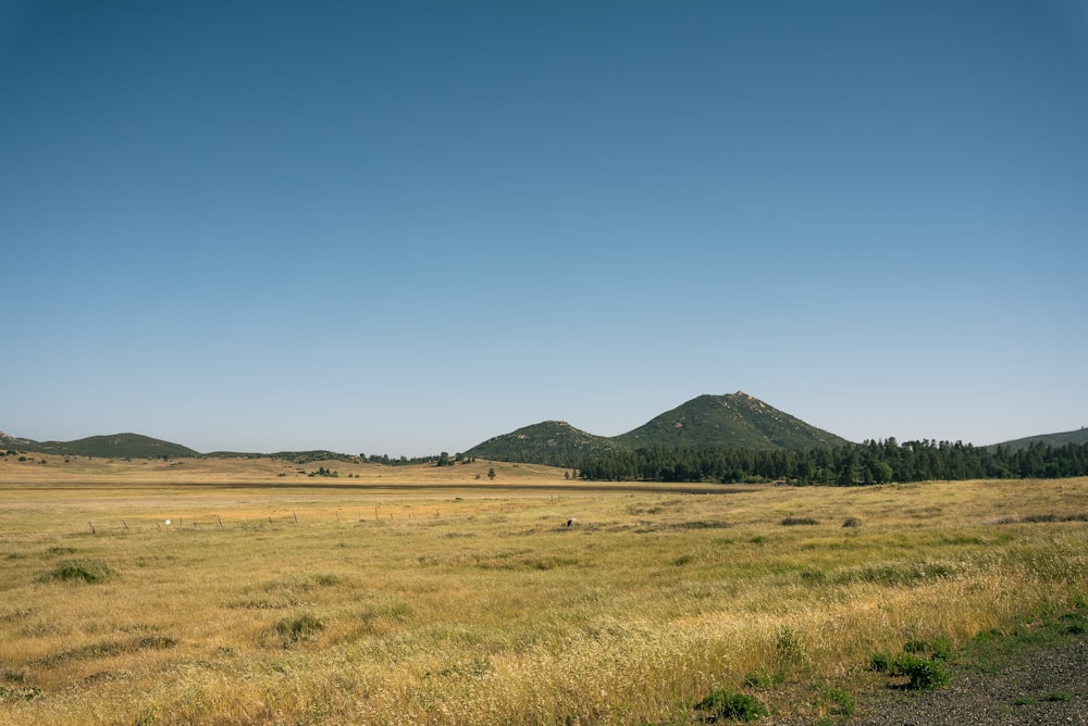 Grünes Grasfeld in Bergnähe unter blauem Himmel tagsüber