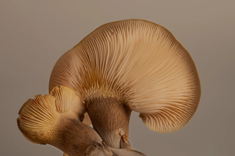 Pale white oyster mushroom cluster in close-up