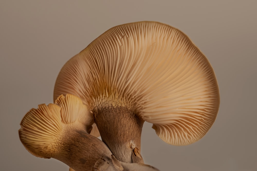 white and brown mushroom in close up photography