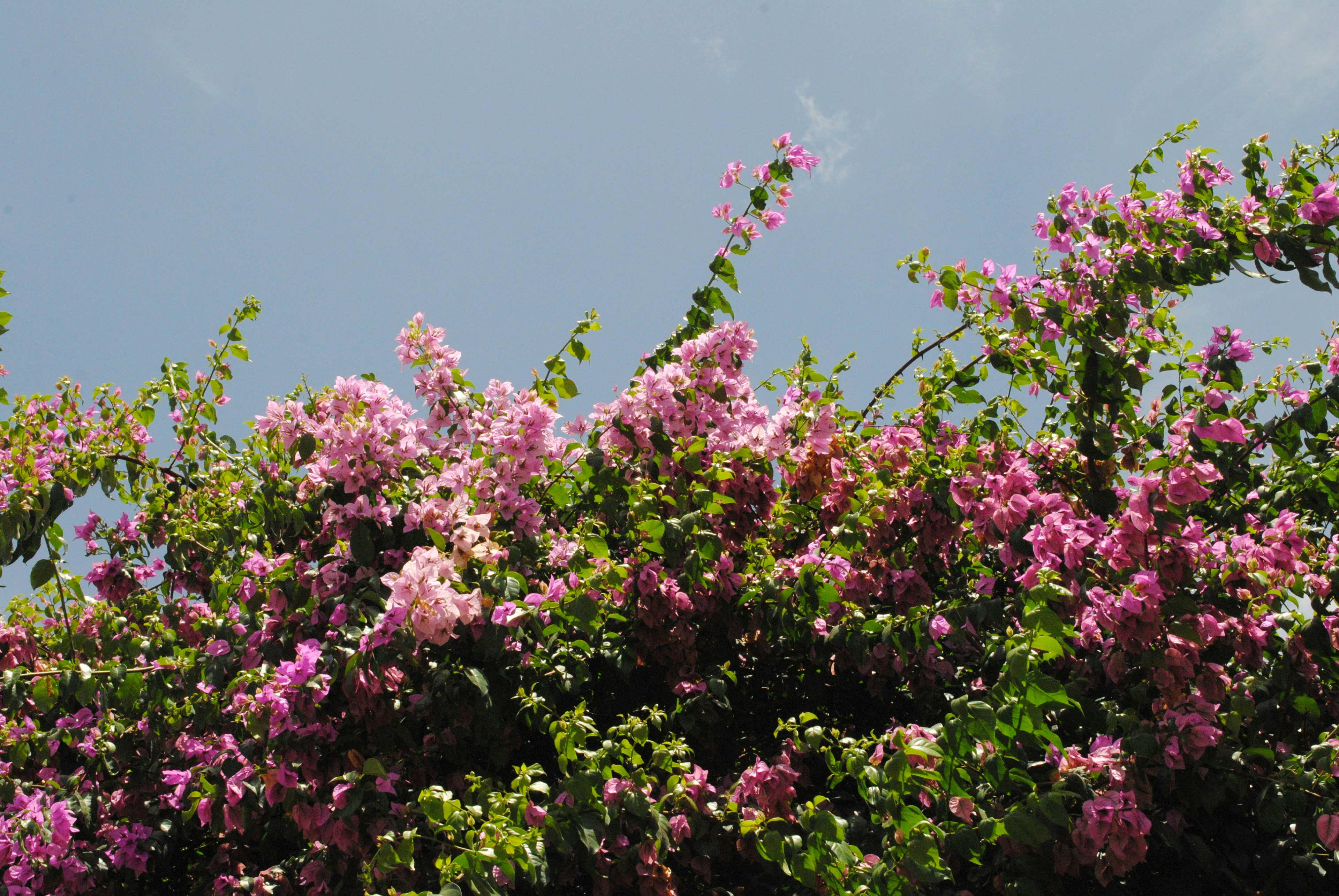 Photo by curiousjorge