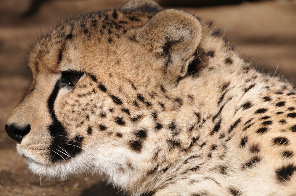 cheetah on brown field during daytime