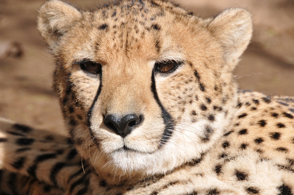 brown and black cheetah in close up photography
