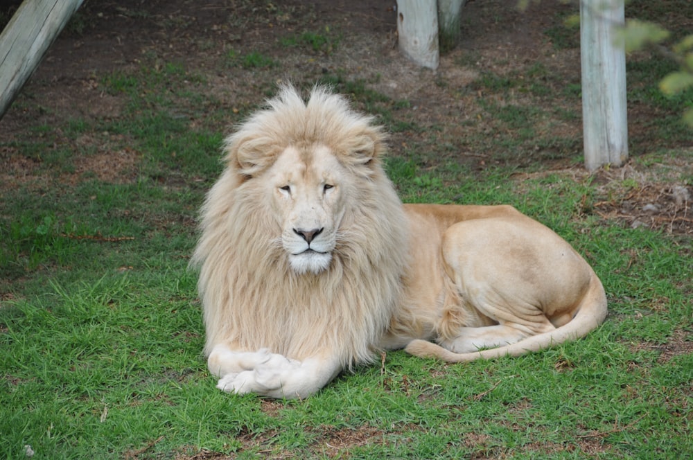 lion lying on green grass field during daytime photo – Free Image on  Unsplash