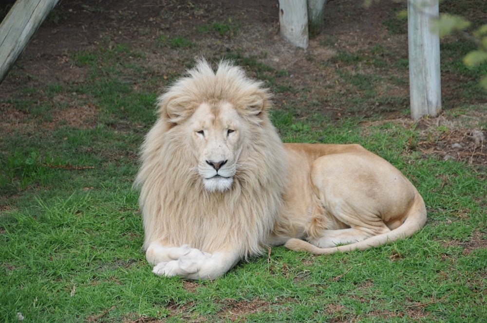 lion lying on green grass field during daytime