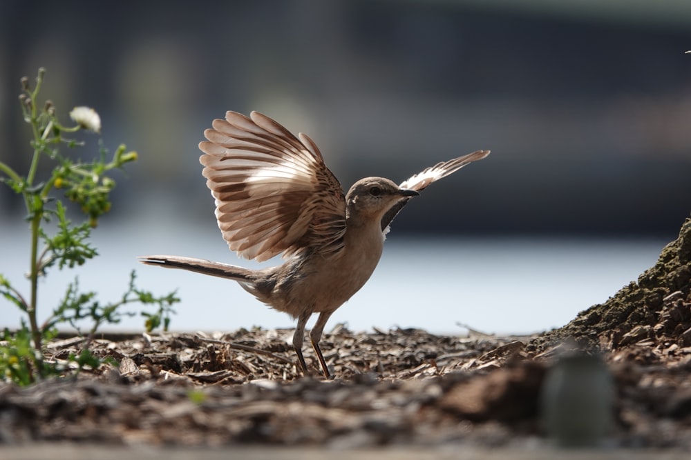 brown bird on brown soil