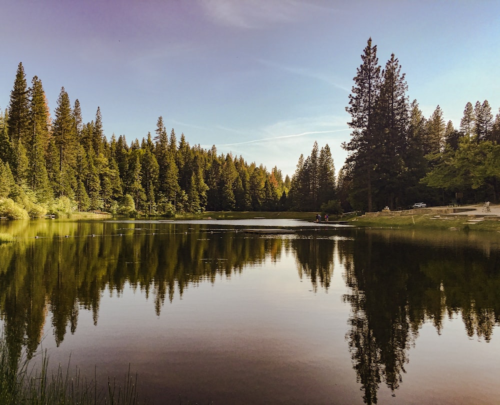 Grüne Bäume am See unter blauem Himmel tagsüber