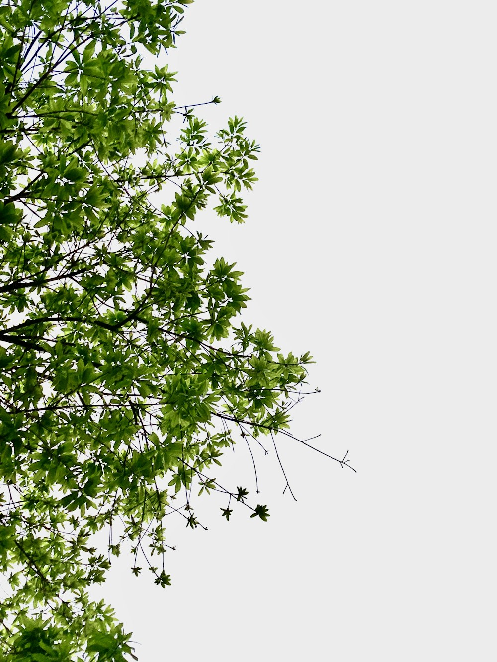 árbol verde bajo el cielo blanco