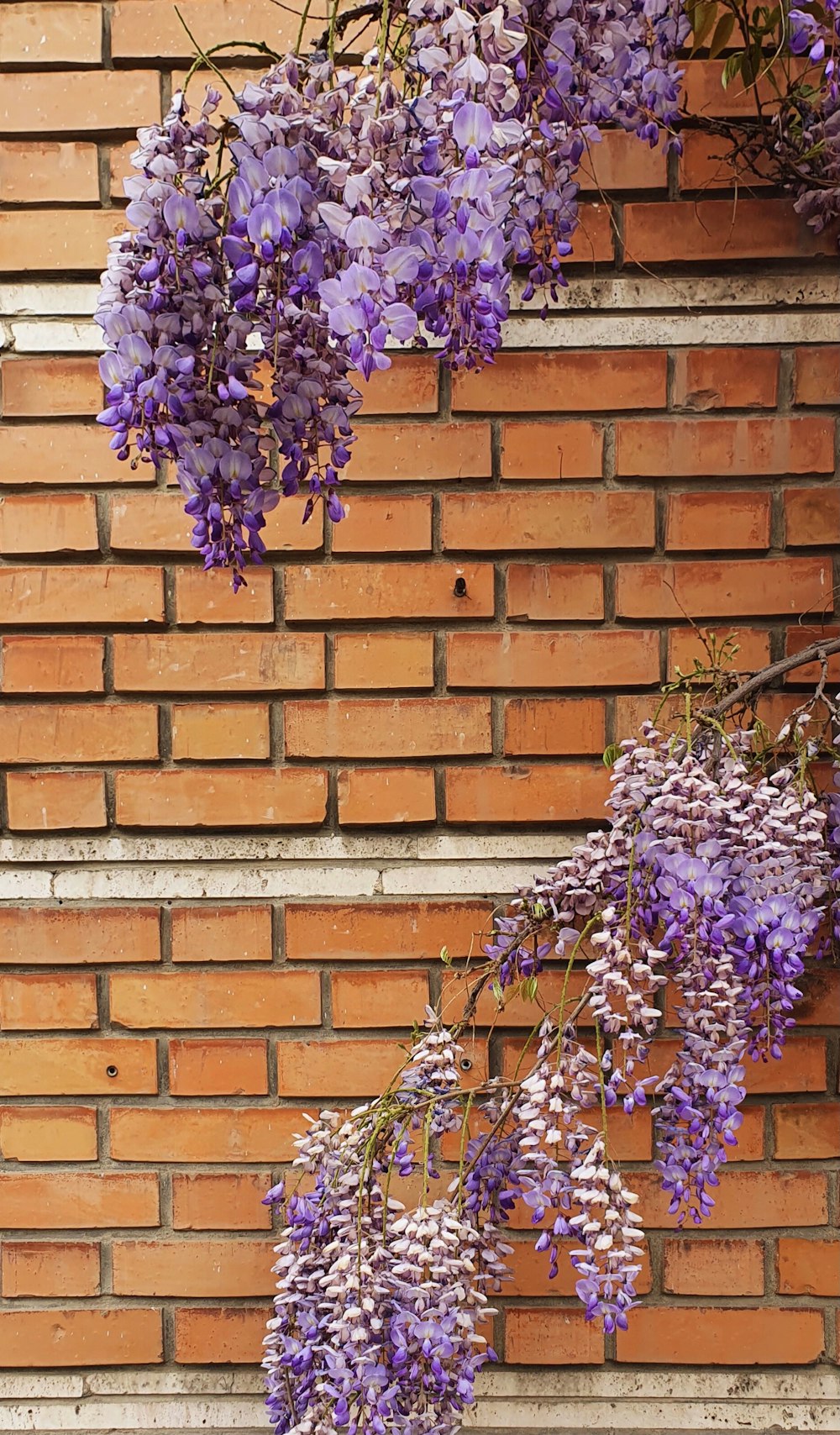 fleurs violettes sur mur de briques brunes photo – Photo Brique Gratuite  sur Unsplash