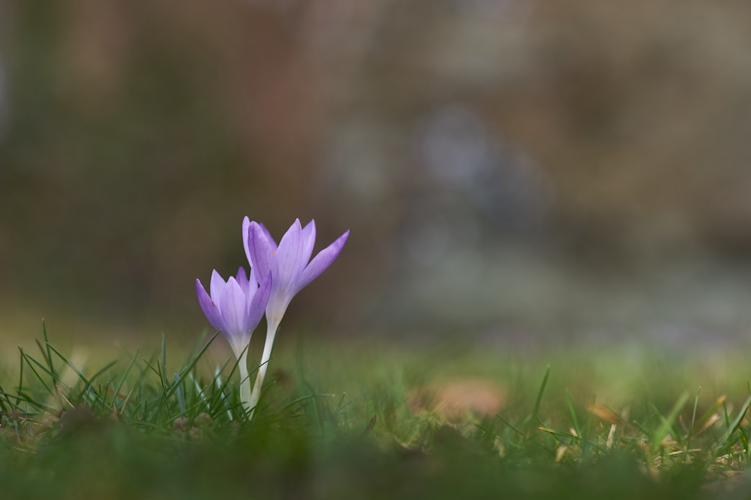 purple crocus flower in bloom during daytime