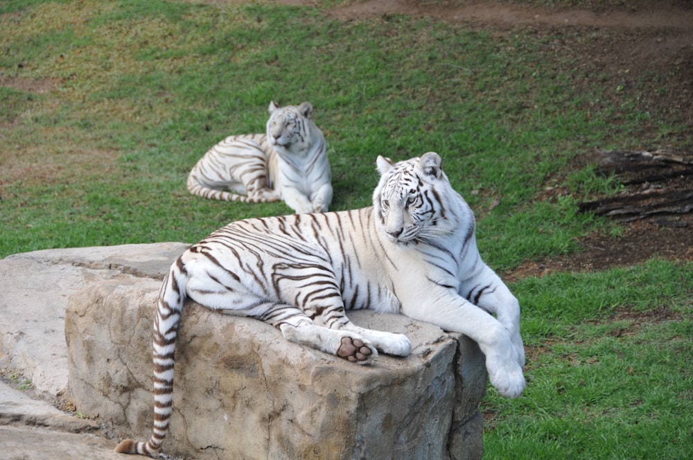 white tiger lying on green grass during daytime