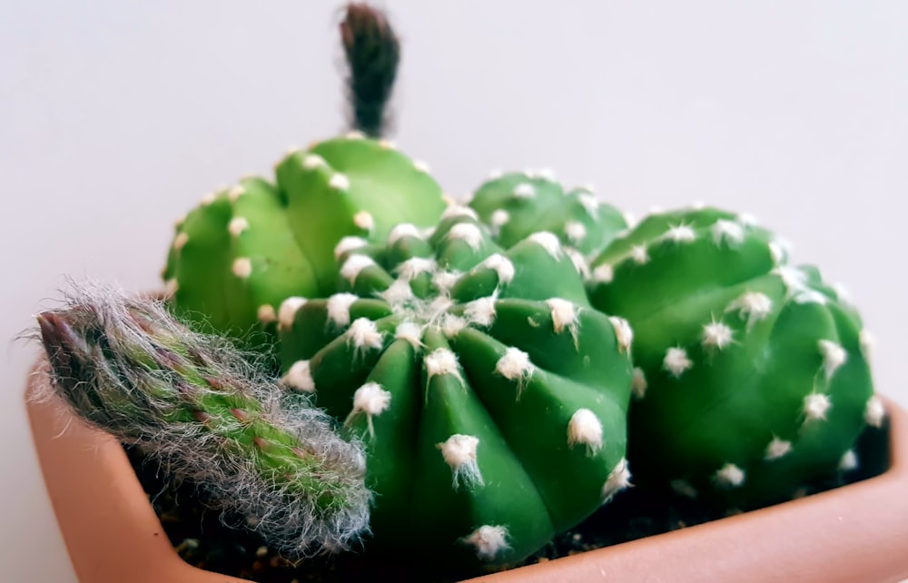 Grüner Kaktus im braunen Topf