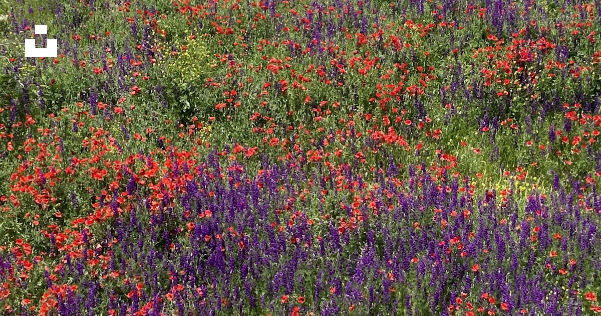 Champ de fleurs rouges et violettes pendant la journée photo – Photo ...