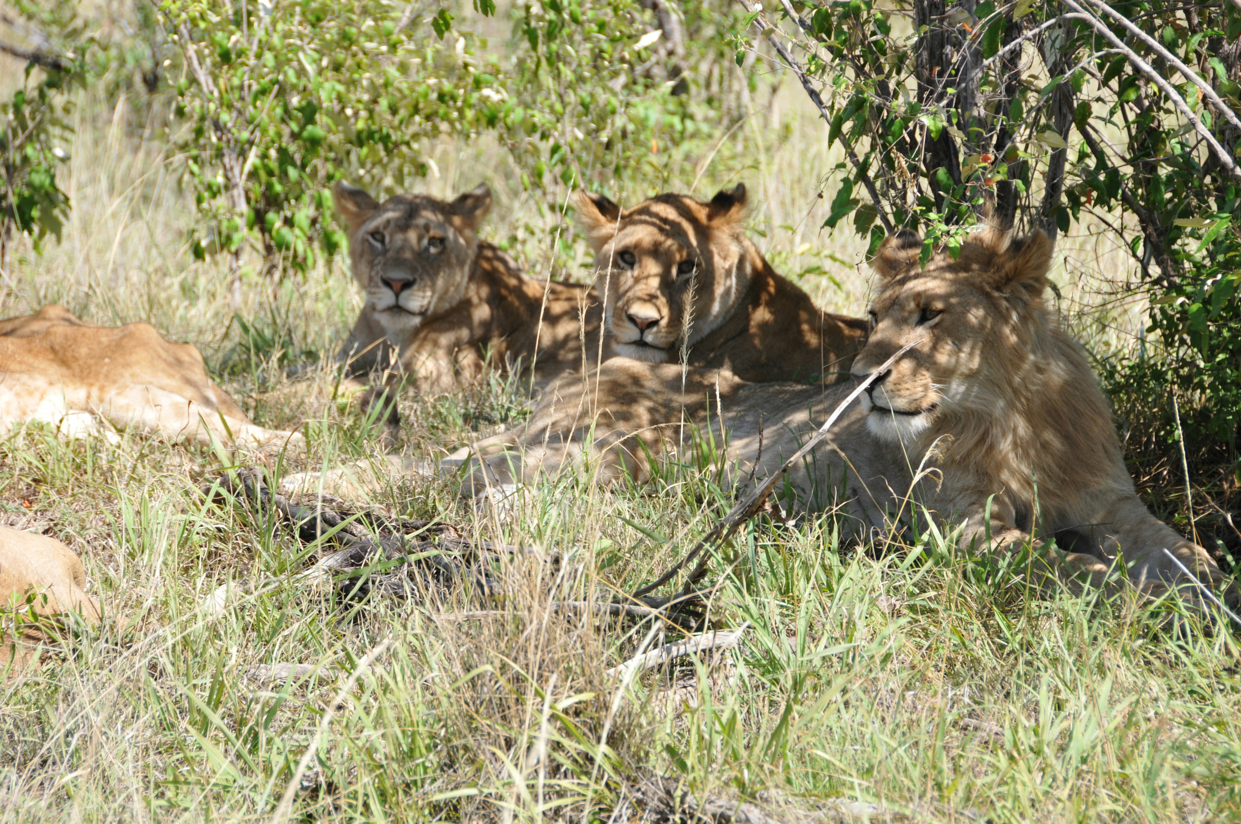 brown lion and lioness on green grass field during daytime
