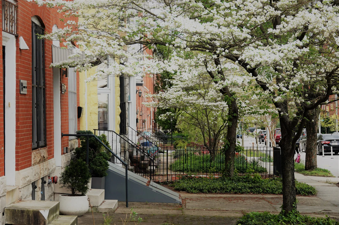 Baltimore rowhouses with marble front steps and mature street trees