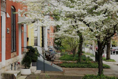 Brick and painted rowhouses with stone steps and iron railings behind white-flowering trees on a Baltimore street