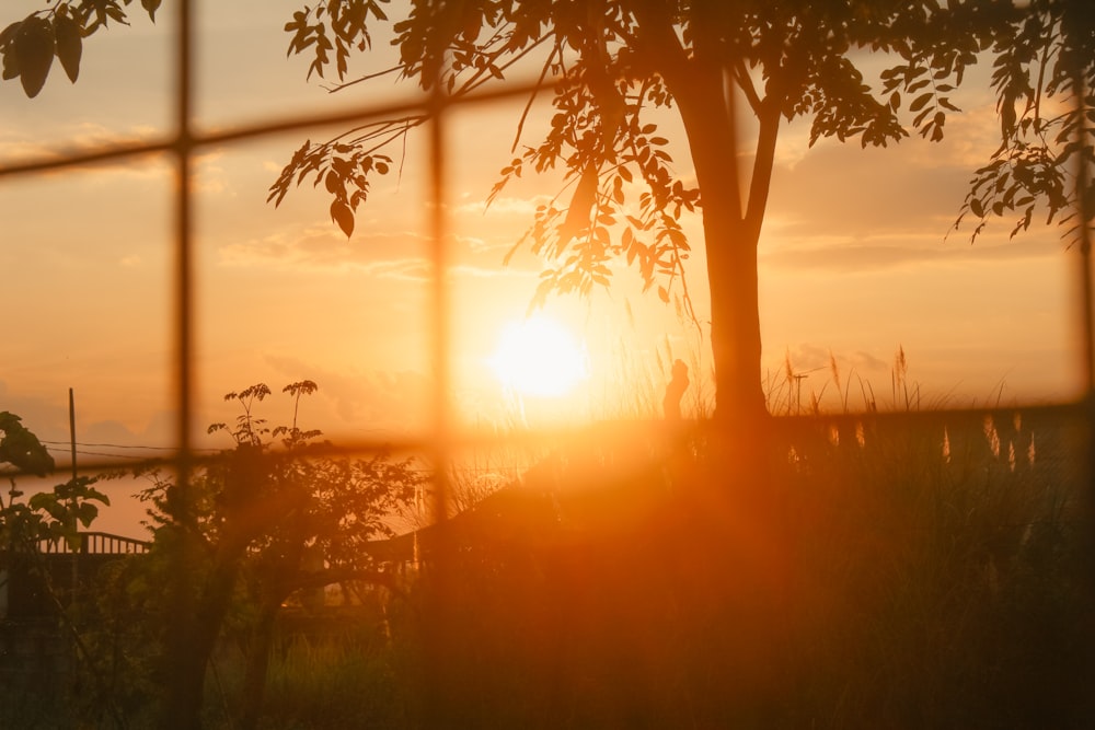 sun setting over the trees