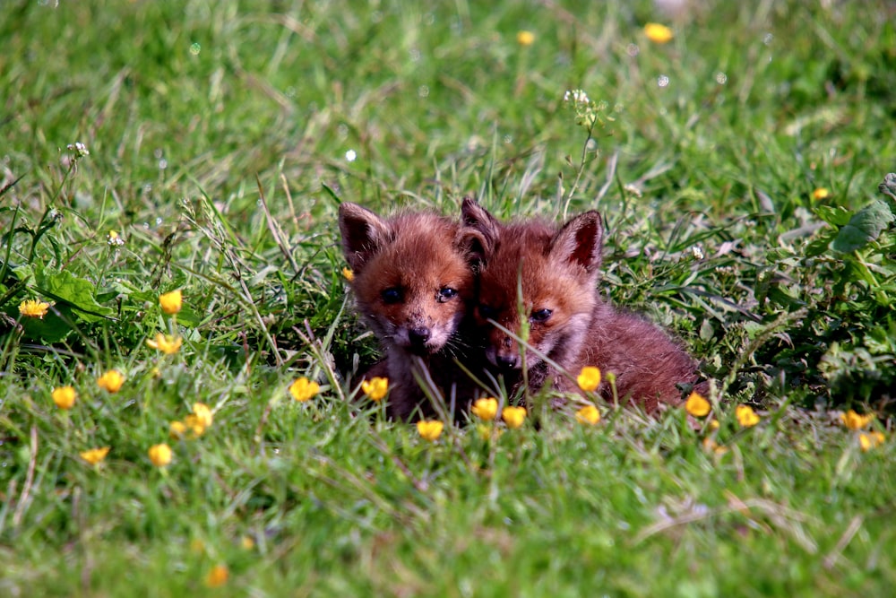 brown fox on green grass during daytime