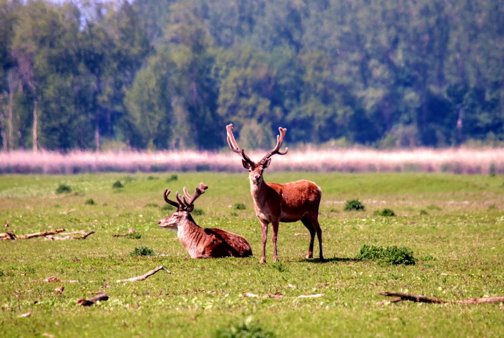 brown deer on green grass field during daytime