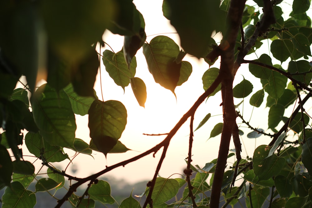 green leaves on brown tree branch