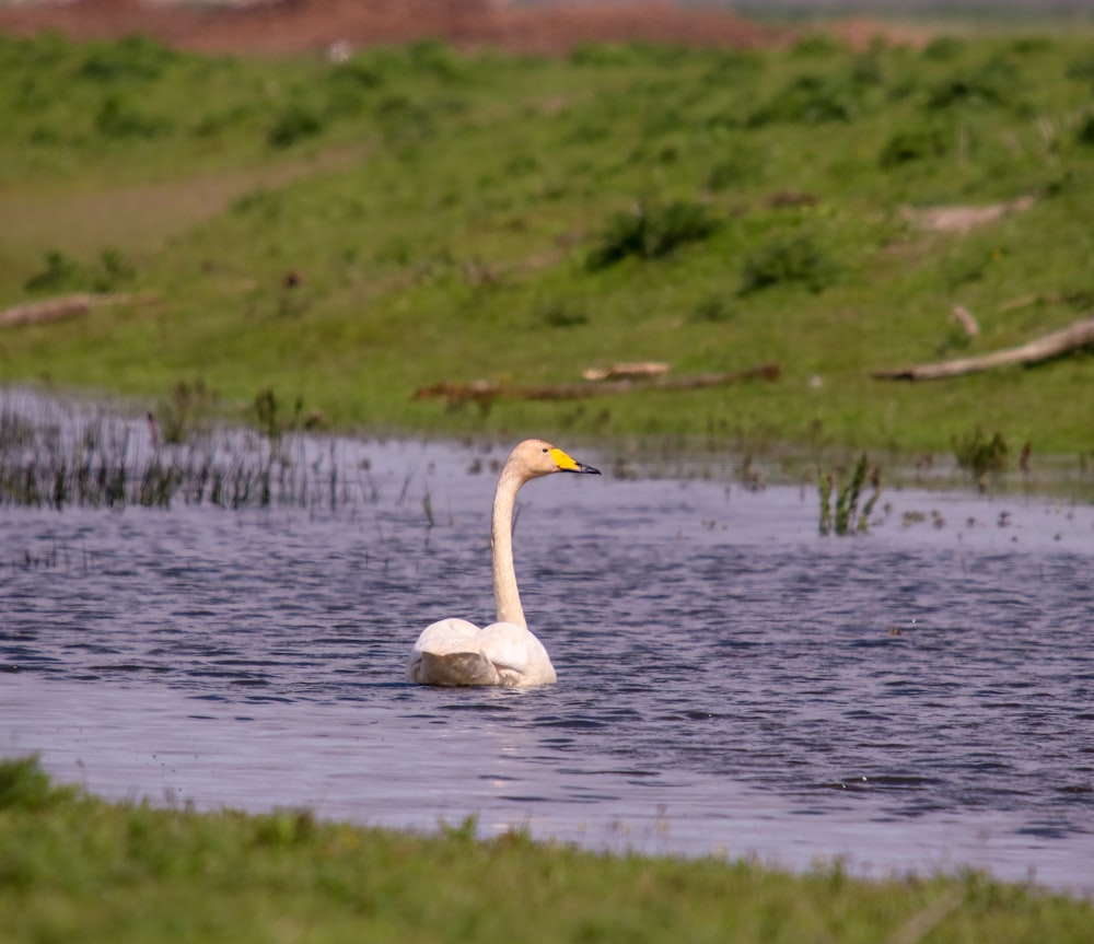 white swan on water during daytime