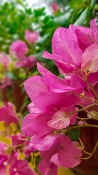 pink flower in macro shot