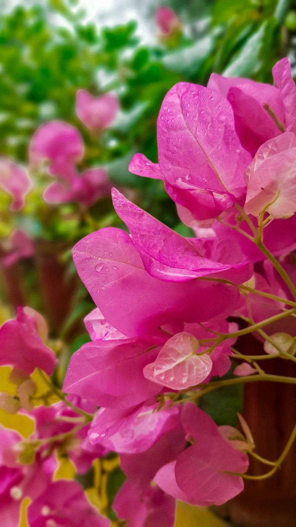 pink flower in macro shot