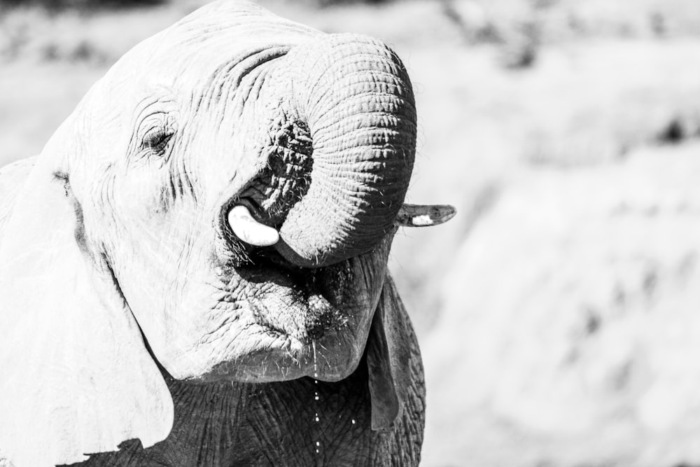 grayscale photo of elephants mouth