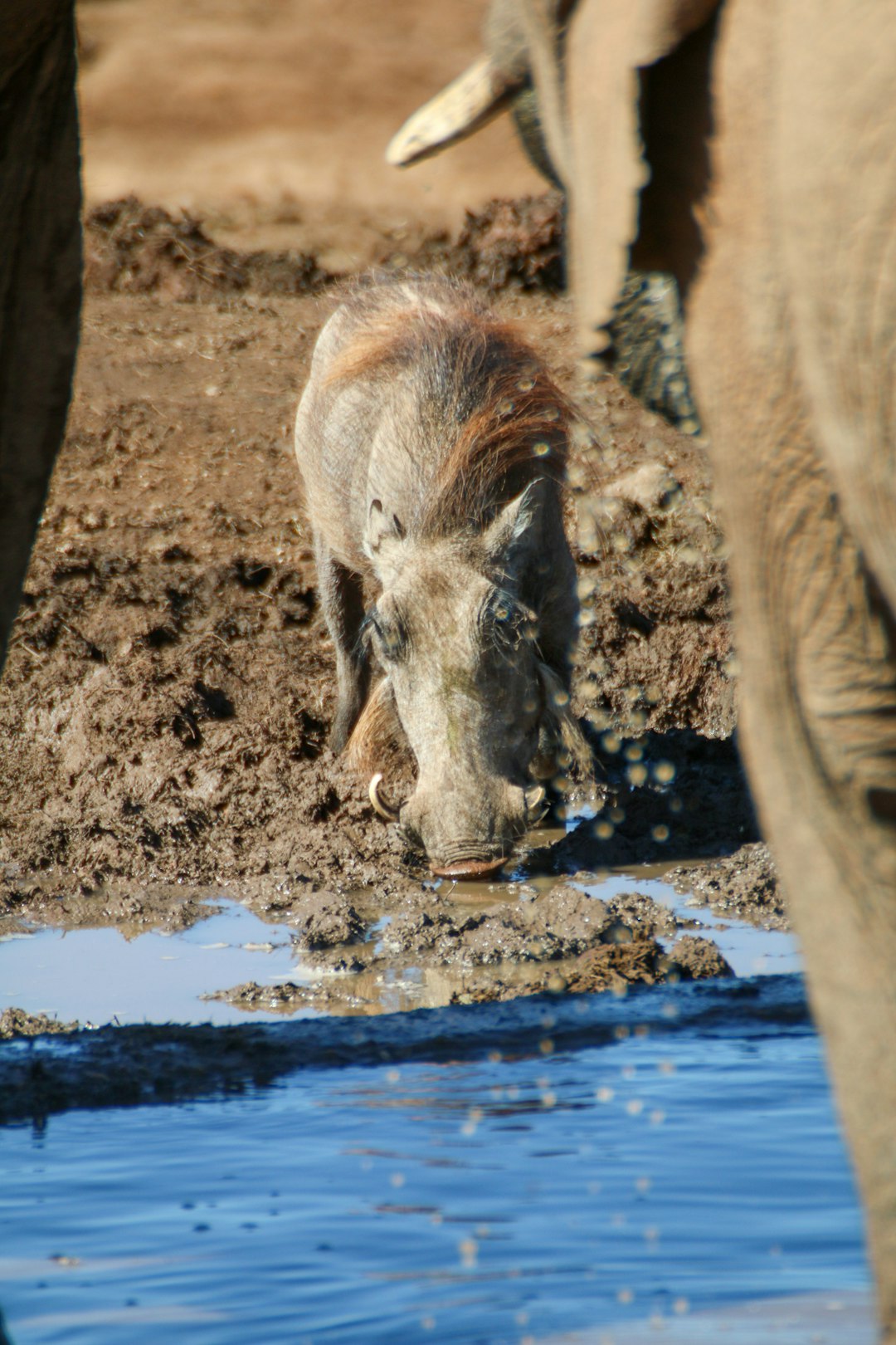 brown animal on brown soil during daytime