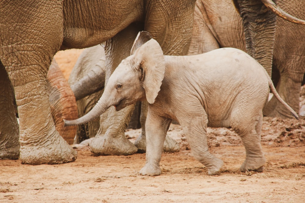 2 gray elephants walking on brown sand during daytime