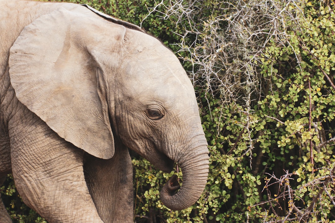 elephant eating grass during daytime