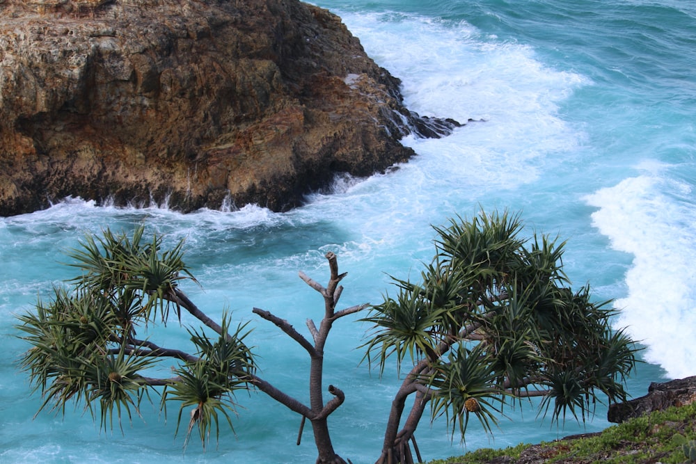 Grüne Palme auf brauner Felsformation am blauen Meer tagsüber