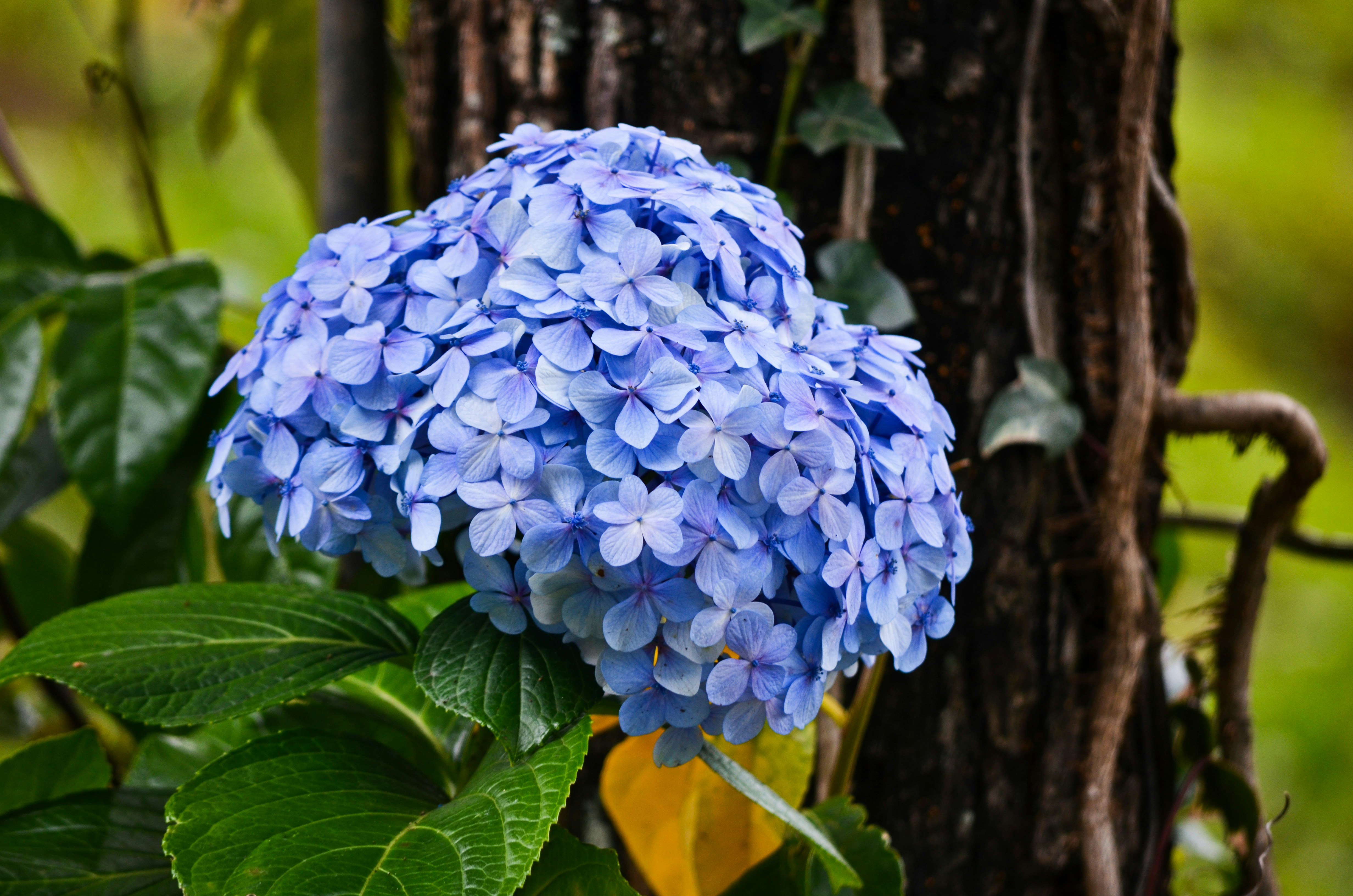 緑の葉と青い花の写真 Unsplashで見つけるインドの無料写真