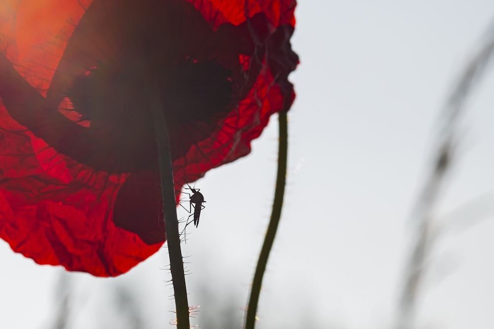 Flor roja en lente de cambio de inclinación