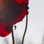 red flower in tilt shift lens