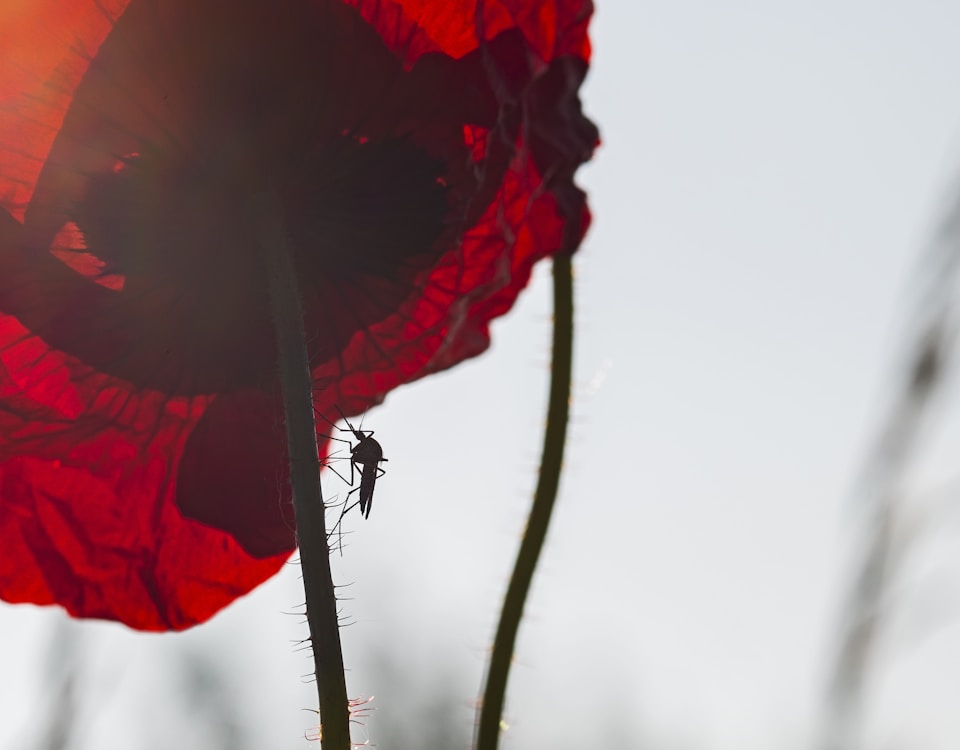 red flower in tilt shift lens