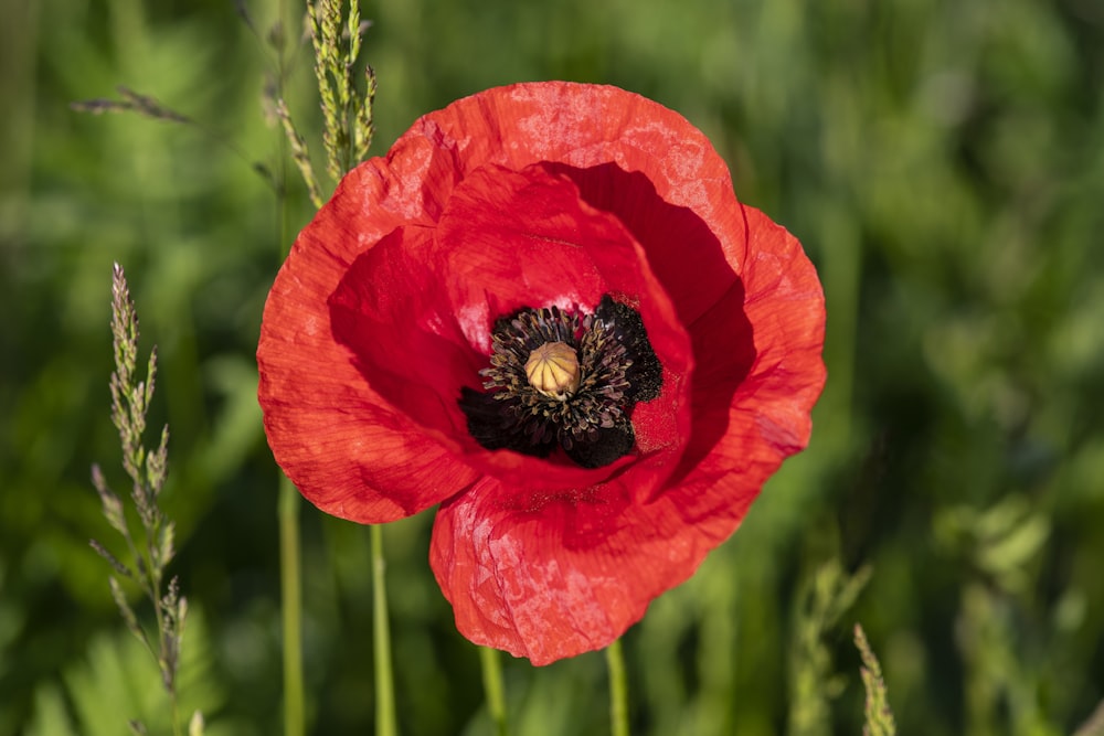 red flower in tilt shift lens