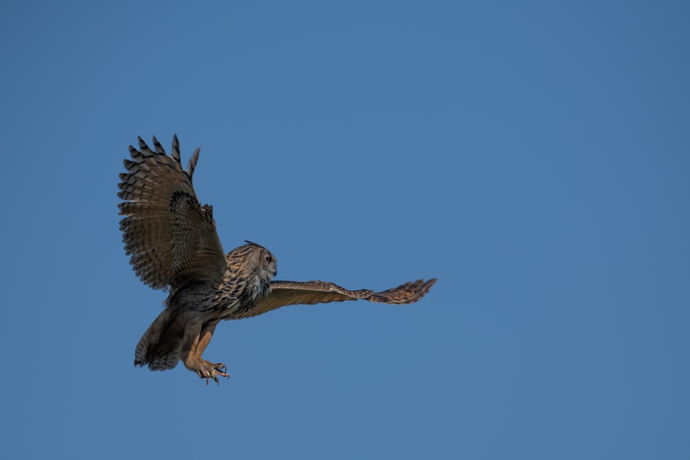 brown and white owl flying during daytime