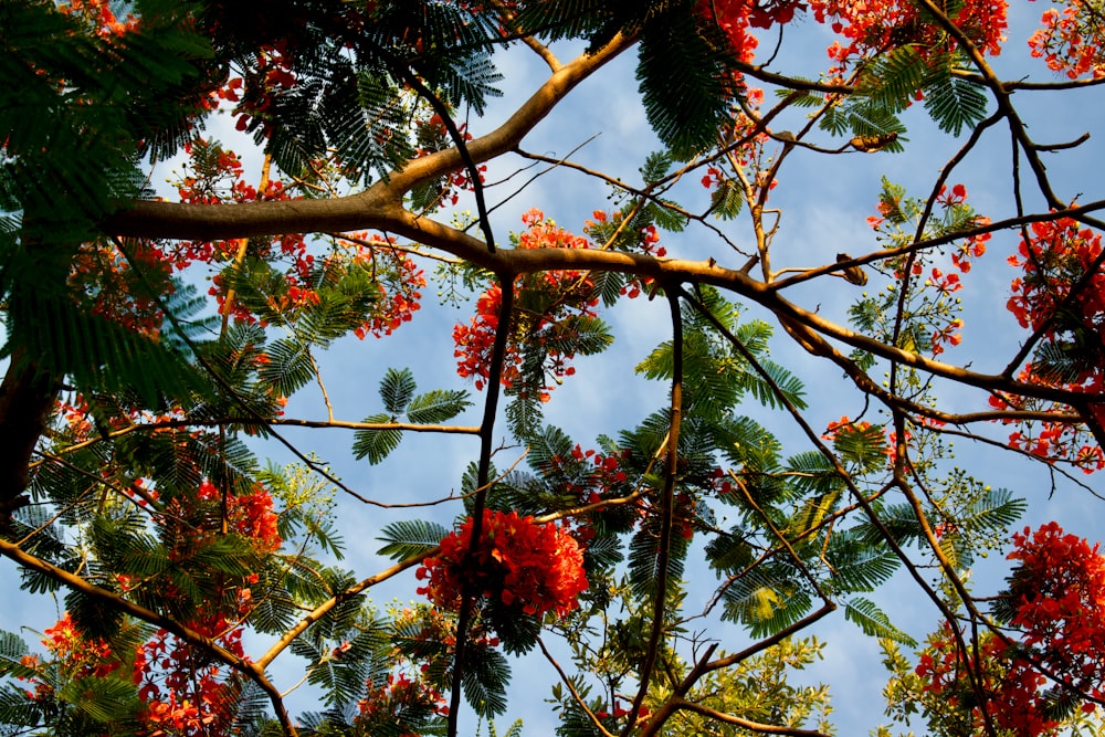 red maple tree during daytime