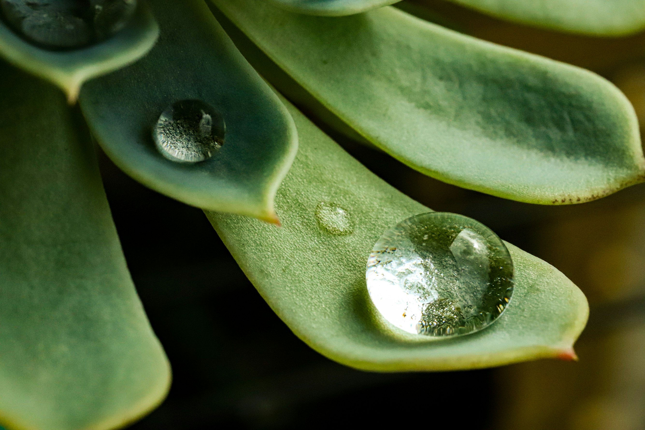 Water droplets on green leaves. Photo by Tahlia Doyle.