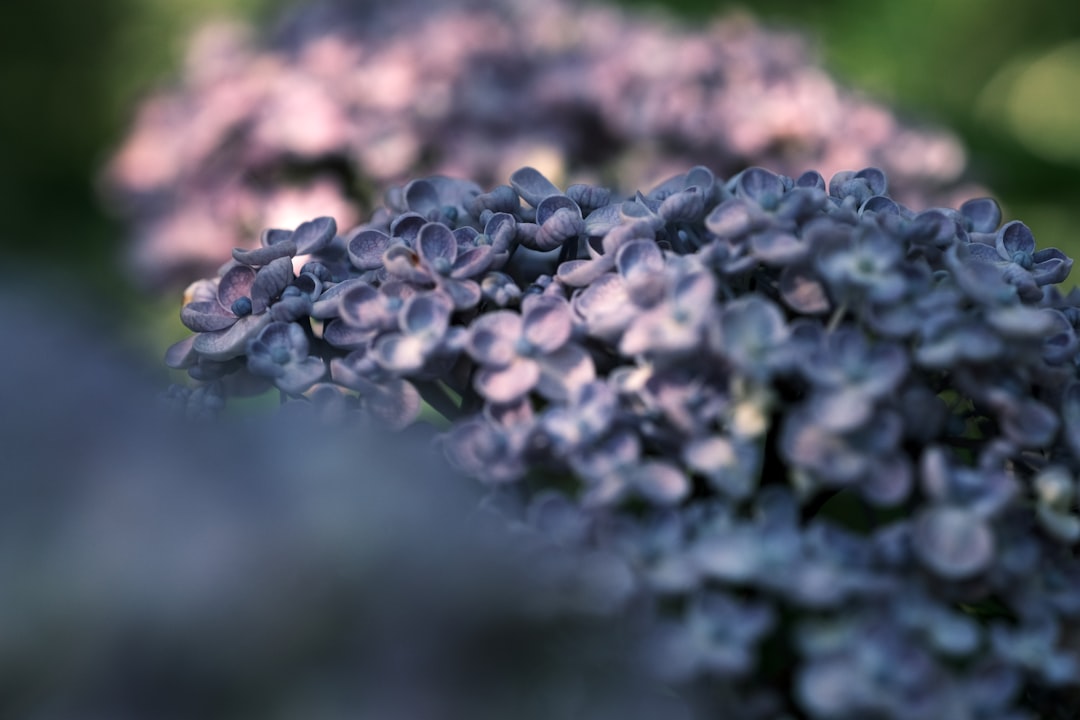 blue and white flower in tilt shift lens